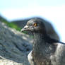 Pigeon at the Arpoador Stone, Rio de Janeiro