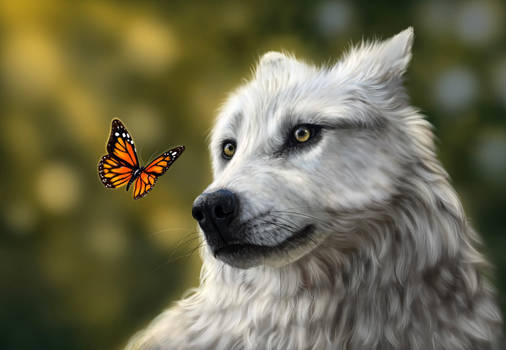 Wolf and Butterfly