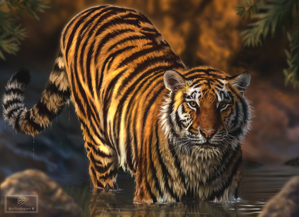 Tiger by ellieshepart on DeviantArt