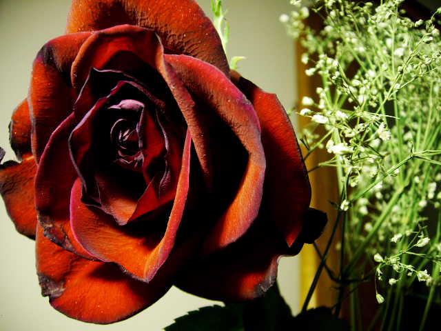 Decaying Rose by horselover146515 on DeviantArt