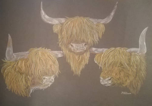 Highland Cow Trio