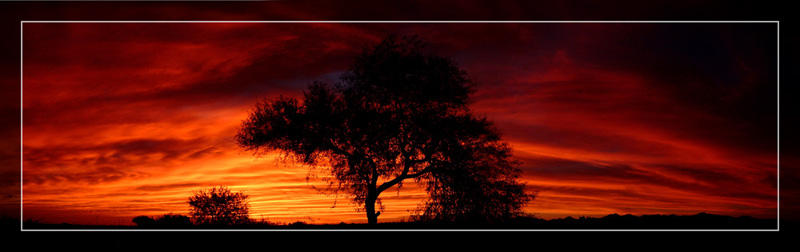 Fiery Mesquite Sunset