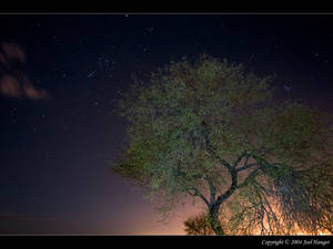 Starry Mesquite Nite