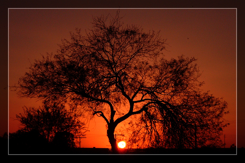 Mesquite Tree Sunset