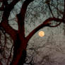 Mesquite Moon Framing