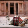 Camel's in Petra Jordan