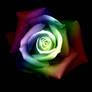 rainbow rose 3