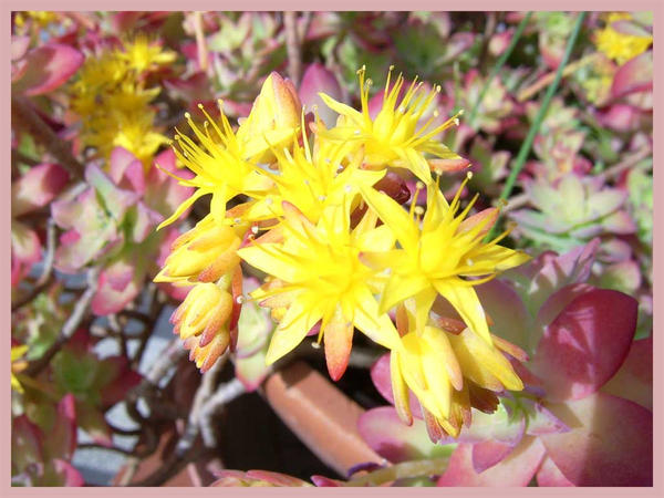 yellow flower with frame