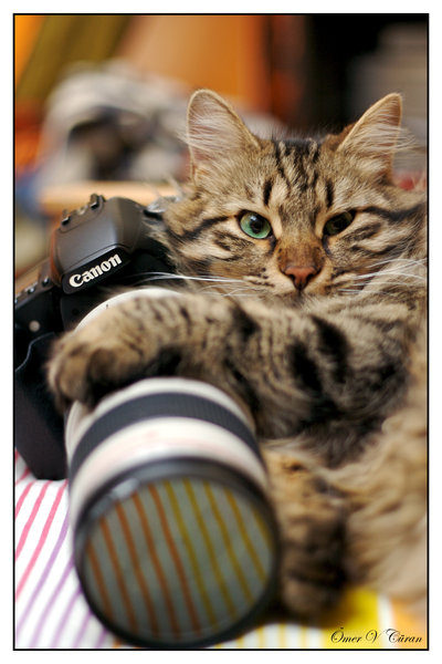 Cats Love Canon