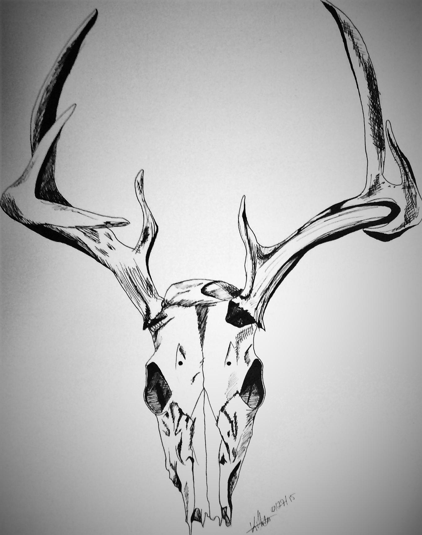 Deer Skull