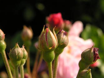 rose bud