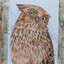 Buffy Fish Owl sketch