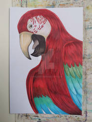 Parrot sketch