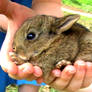 Tiny Bunny