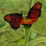 Beautiful Butterflies