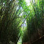 Bamboo Trail