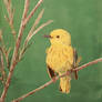 Yellow Warbler painting