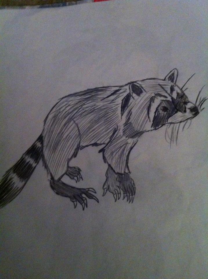 RACCOON