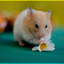 Kizu - young golden hamster I