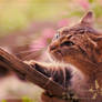 Cat in the Sun with Flowers