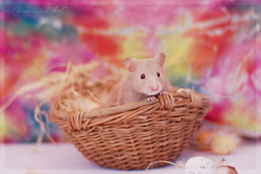 Happy Easter Hamster IV