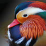 Mandarin Duck