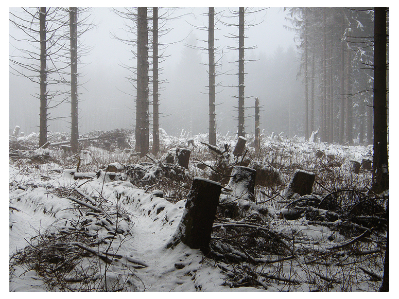 Snowy Forrest