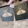 Varnish | Oil Painting | The Golden Moth