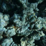 Spot The Stonefish