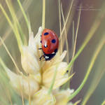Just let me be your ladybug II by Silviaa92