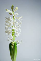 Hyacinthus orientalis