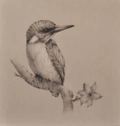 A little kingfisher / silverpoint