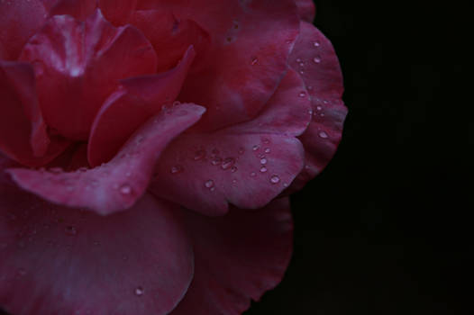 pretty rose dew