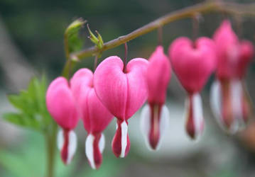 Bleeding Heart