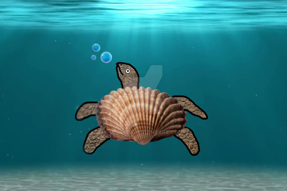Deviantart Softshell Turtle Seashell turtle by misa660 on DeviantArt