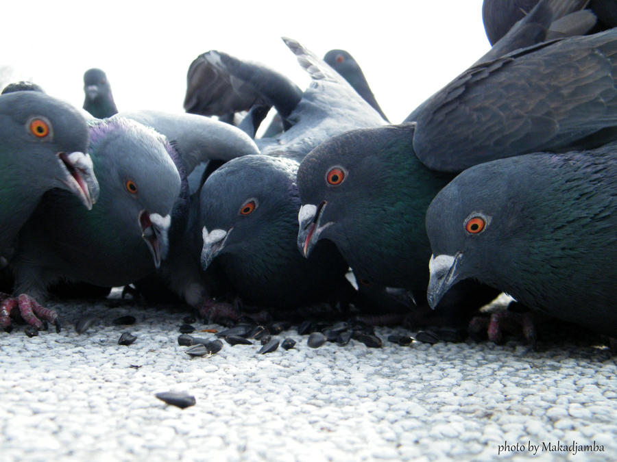 Hungry birds