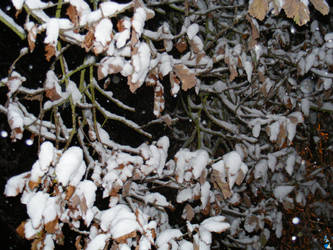 Snow Leaves 2