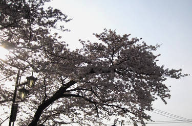 Lanterns and Blossoms