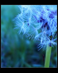 Dandelion