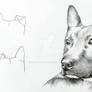 Dog Sketch (with Ears Outline)