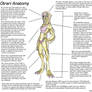 MassEffect Original Race - Otrari Anatomy