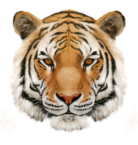 Tiger Head