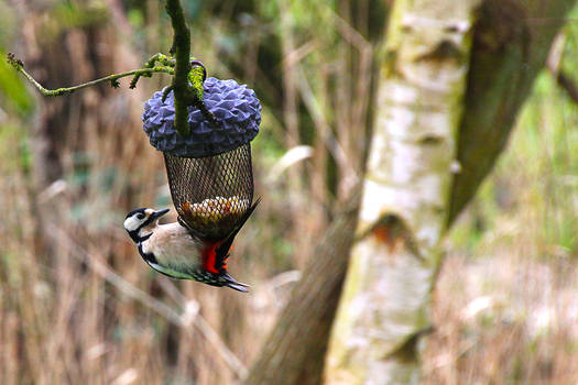Woodpecker in the garden