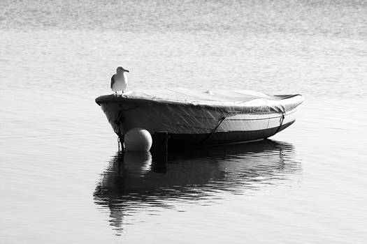 Gull on boat