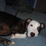 Beretta the pitbull