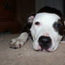 Cute puppydog