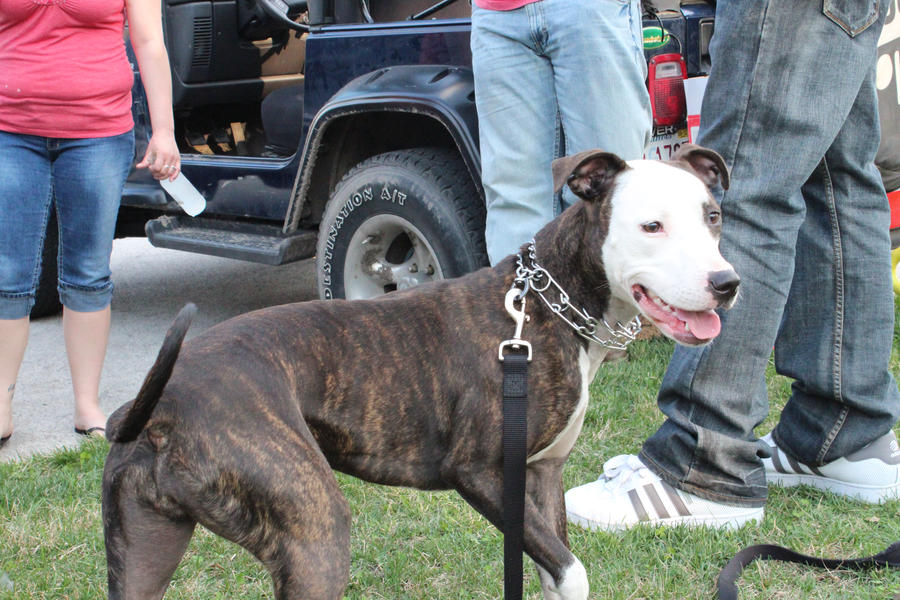 Happy Pitbull puppy
