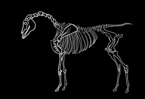 Horse skeleton animation