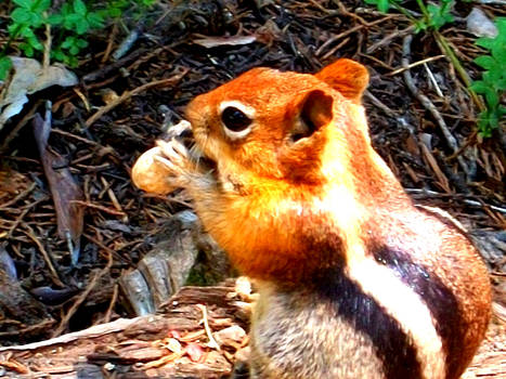 Chipmunk