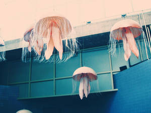 Jellyfishes